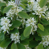 Amelanchier alnifolia 'Obelisk' - Bærmispel